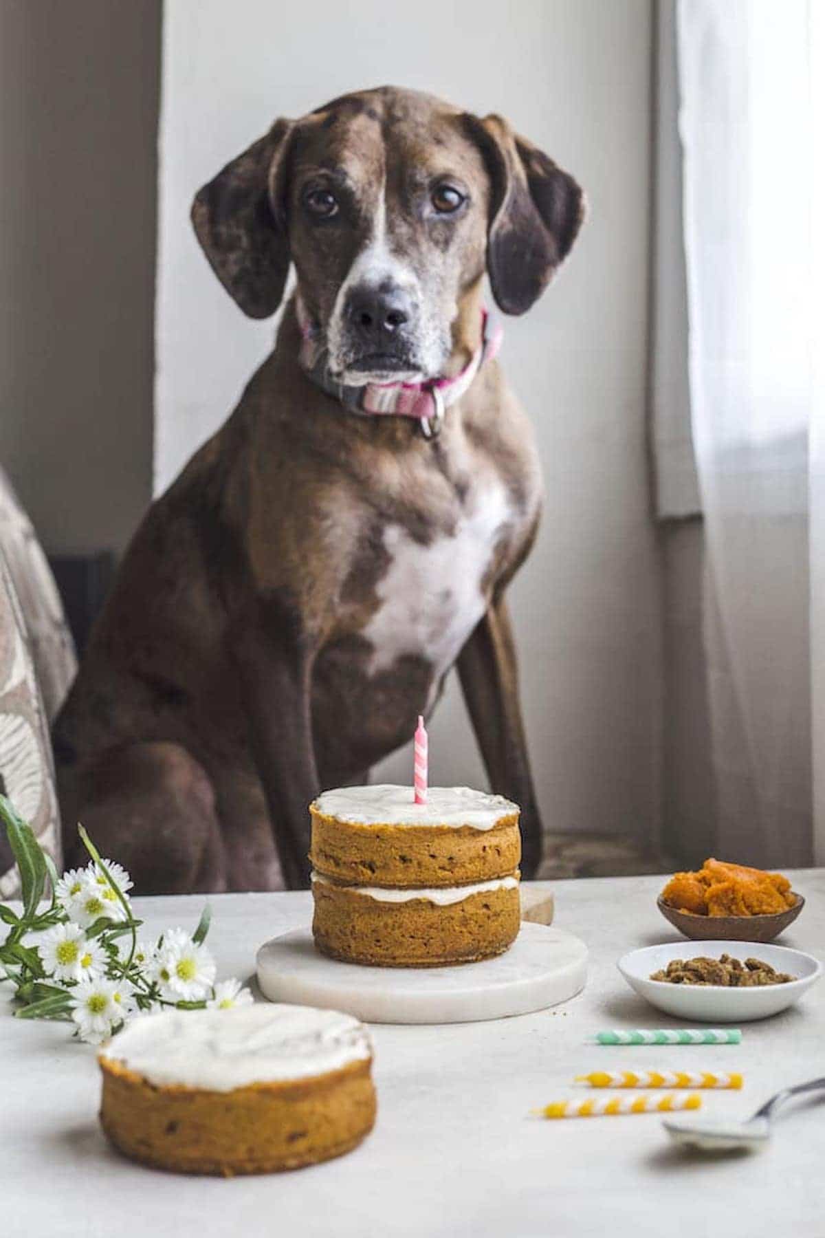 dog posing in front of a small cake with a candle