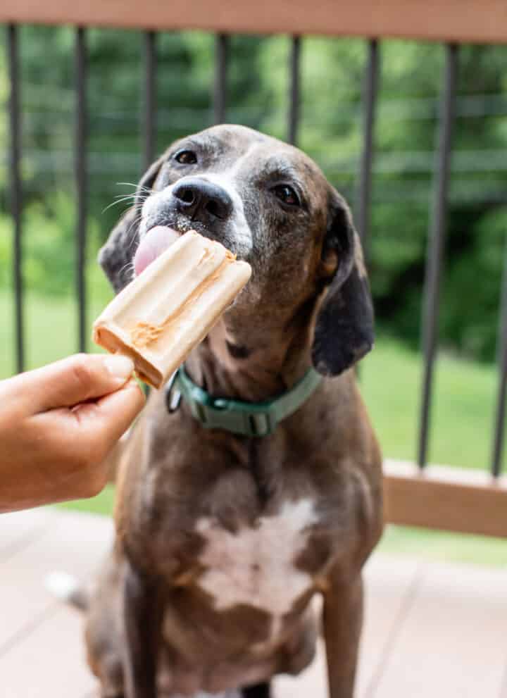 a dog licking a popsicle