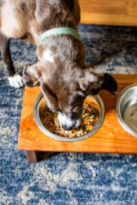 Homemade Dog Food - The Almond Eater